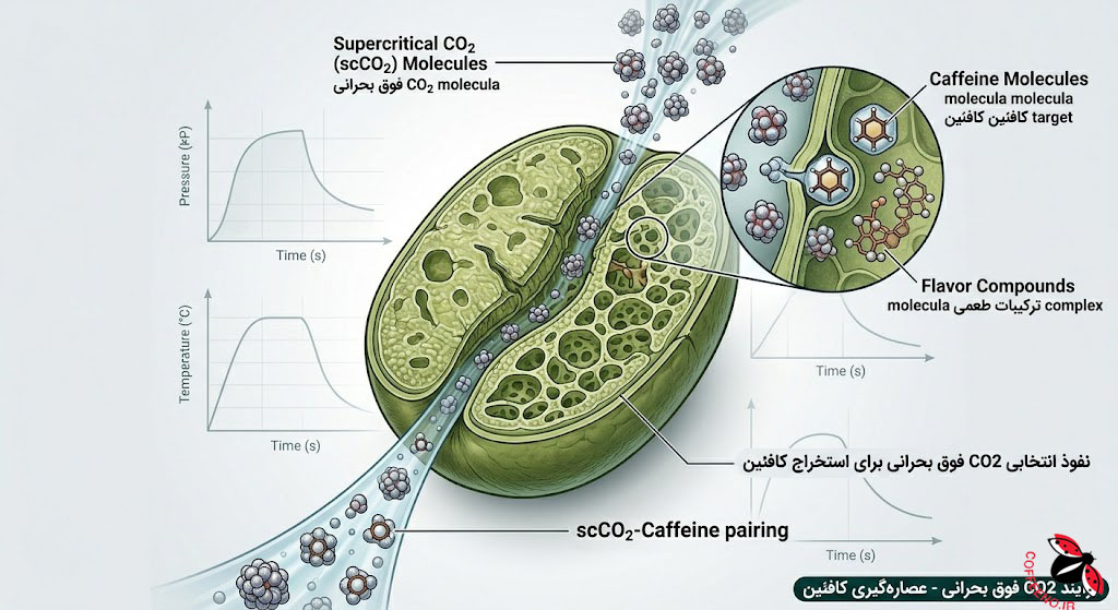 قهوه بدون کافئین 