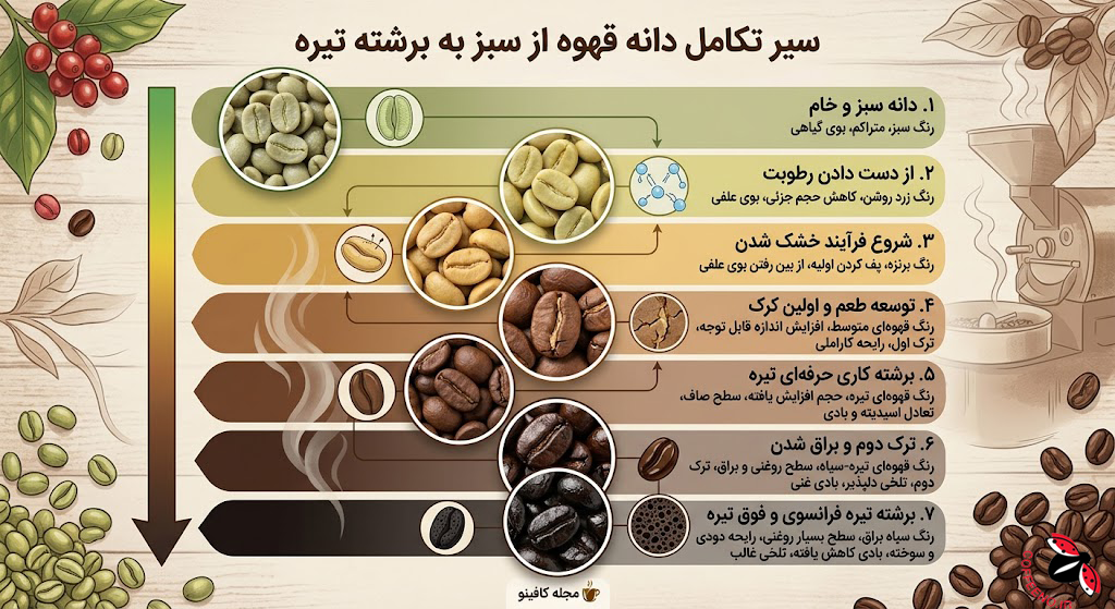 مراحل تغییرات فیزیکی و رنگی دانه طی فرآیند رست قهوه
